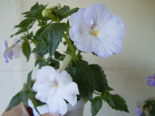 White glory. Ахименес White Glory. Цветок ахименес White Glory. Ахименес Yellow Glory. Сорт ахименесов wait Glori.