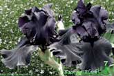 Back in Black