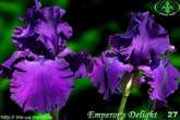 Emperor's Delight