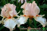 Colleen’s Dreamsicle