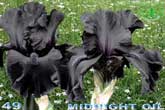  Midnight Oil