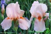 Pink Talkum