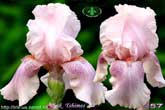 Pink Tshimes