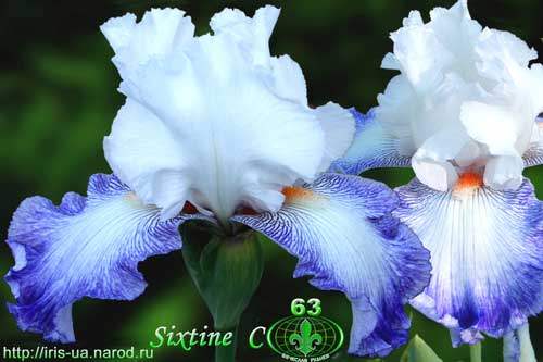  Sixstine C 
