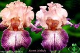 Secret Melody