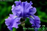 Blue Suede Shoes