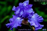 Capital City Jazz