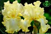 Lemon Brocade