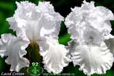Laced Cotton