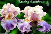 Chassing Rainbows