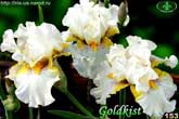 Goldkist