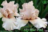 Sky Blue Pink