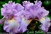 Lace Jabot