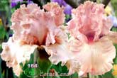 Lotus Land