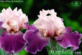 Marthella
