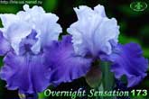Overnight Sensation