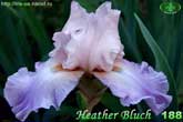 Heather Bluch