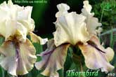 Thornbird