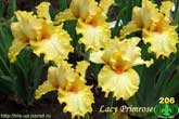 Lacy Primrose