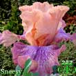 Sneesy