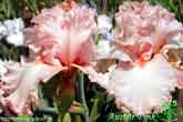 Austar Pink