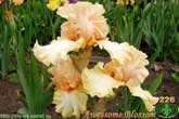 Awessome Blossom