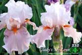 Glady's My Love
