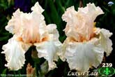 Luxure Lace
