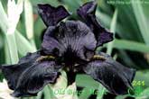 Old Black Magic