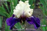 Boysenberry Buttercup