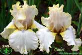 Cailet