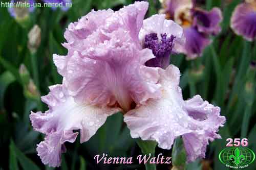  Vienna Waltz 