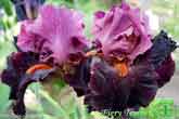 Fiery Temper