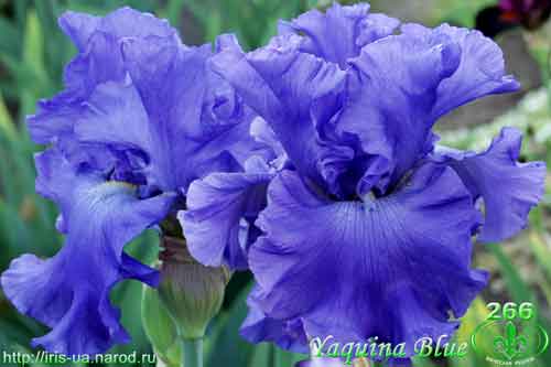  Yaquina Blue 