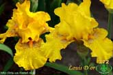Louis D’or