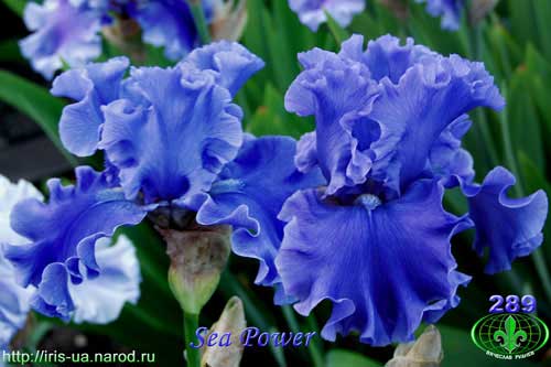  Sea Power 