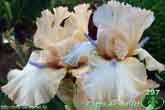 Corps de Ballet