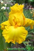 Amarillo Frills