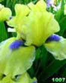Bright Note