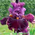 Rarer Than Rubies