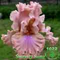 Sweetly Sung