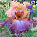 Woodoo Child