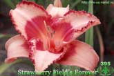 Strawberry Field’s Forever