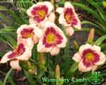 Winnebery Candy