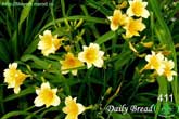 Daily Bread