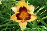 Radiant Greetings