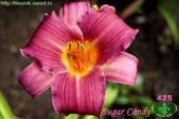 Sugar Candy