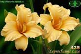 Leprechauns Lace