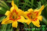 Emerald Joy