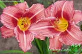 Lilting Lady